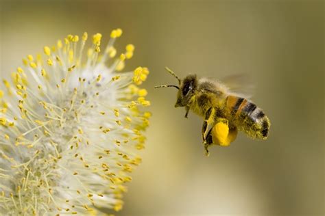 Rüyada arı yemek